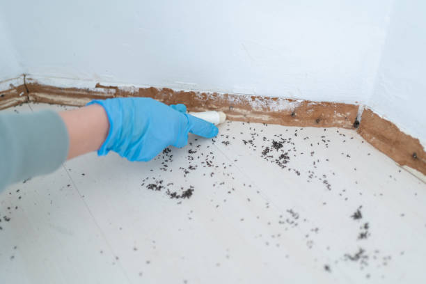Professional Pest Control in Westminster, SC
